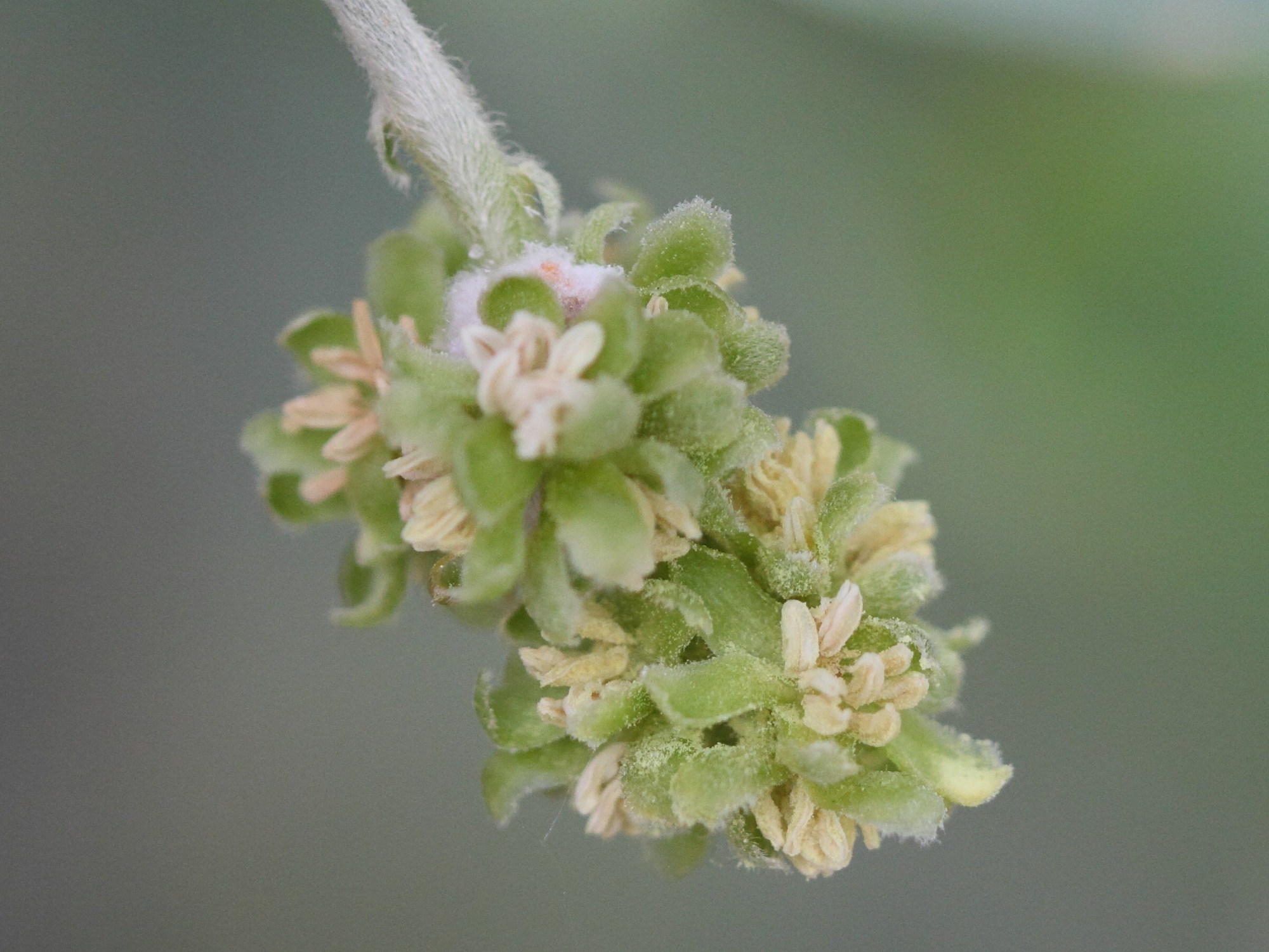 simmondsia_chinensis2bd