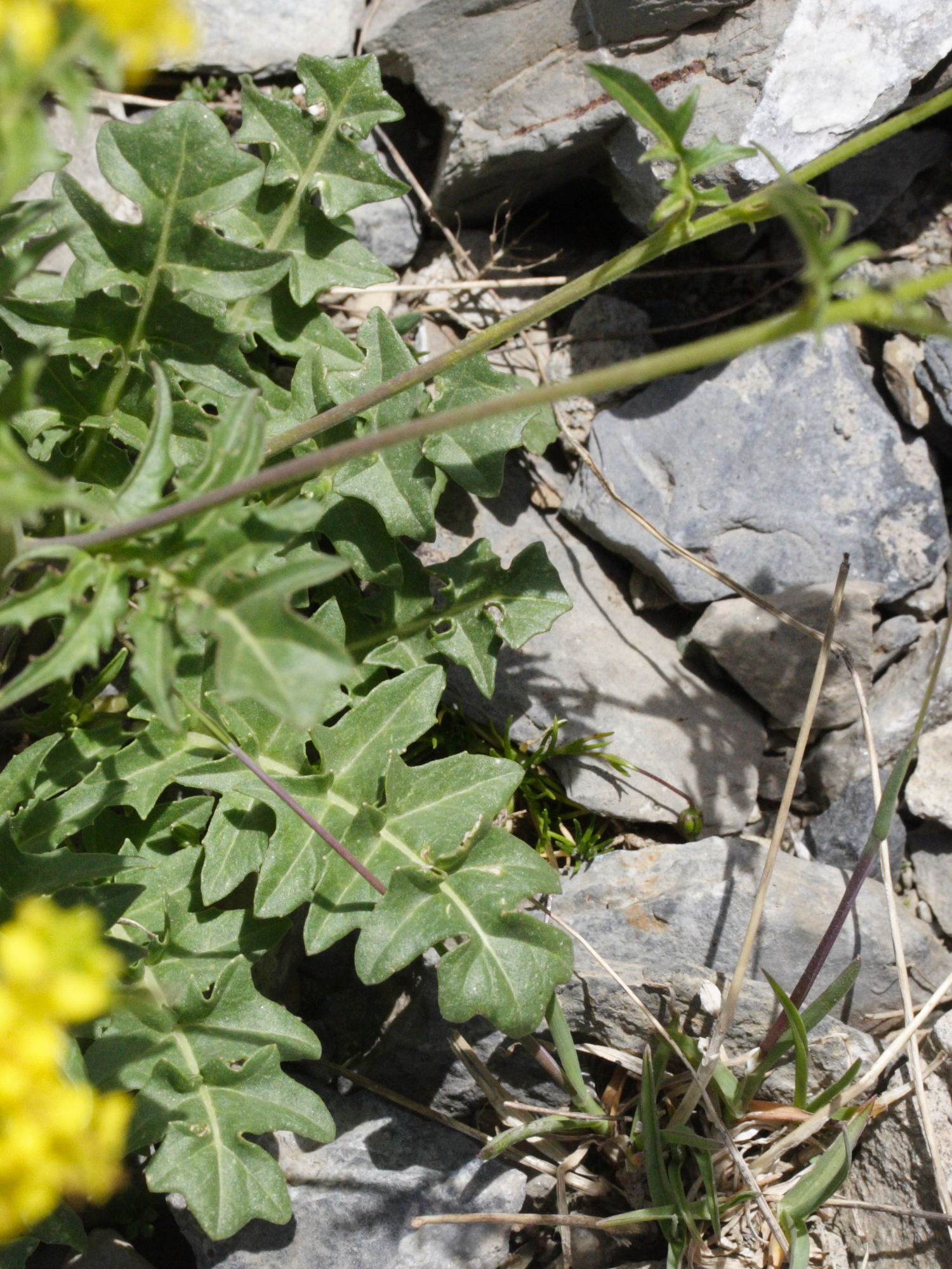 Afficher le média Sisymbrium_austriacum Sisymbrium_austriacum