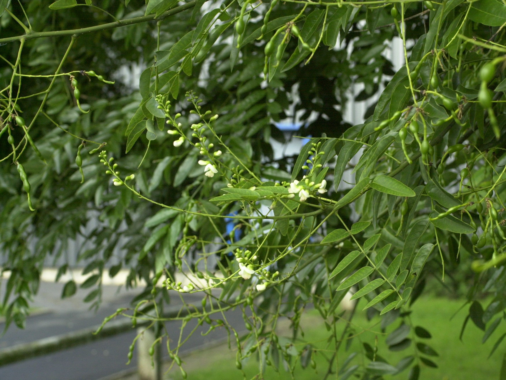 Afficher le média sophora_japonica4md sophora_japonica4md