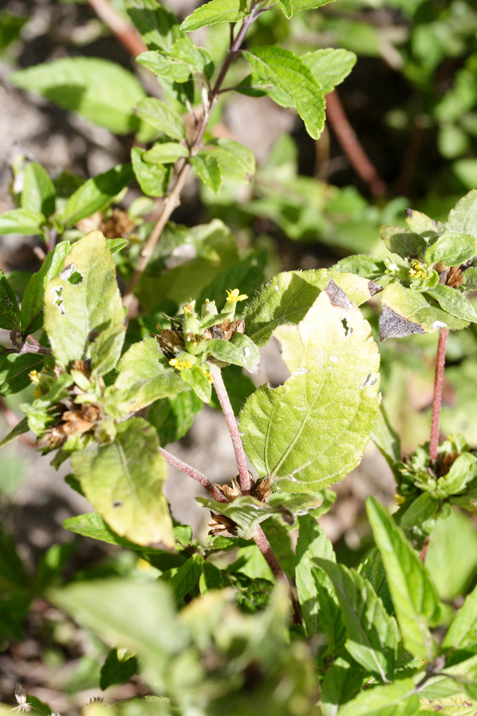 synedrella_nodiflora1amd