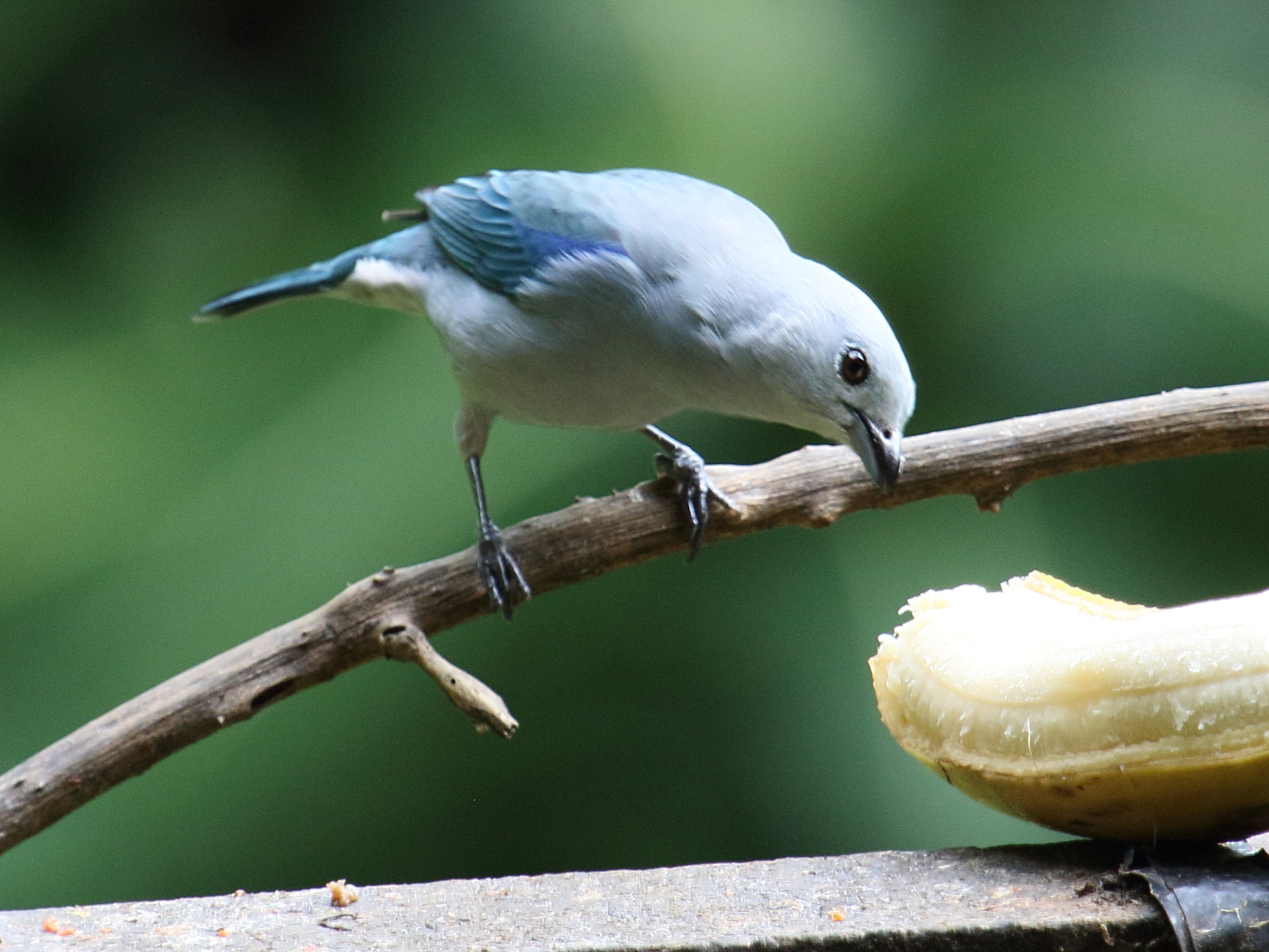 tangara_eveque_-_thraupis_episcopus2bd