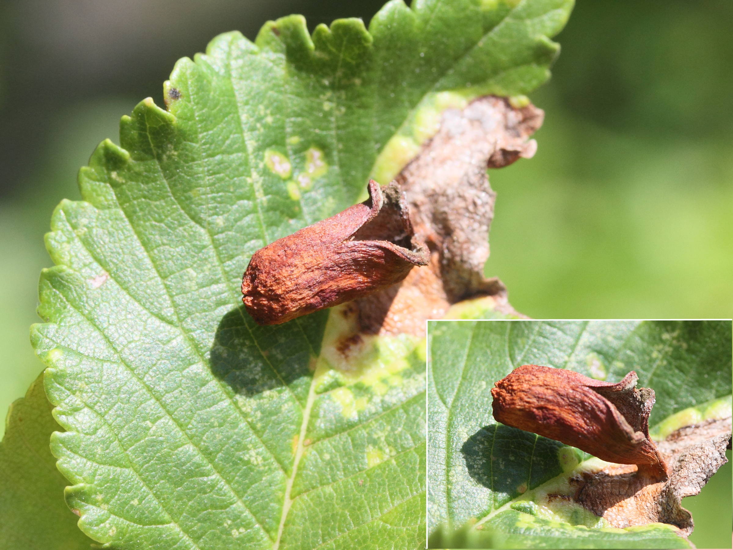 tetraneura_ulmi_galle5md