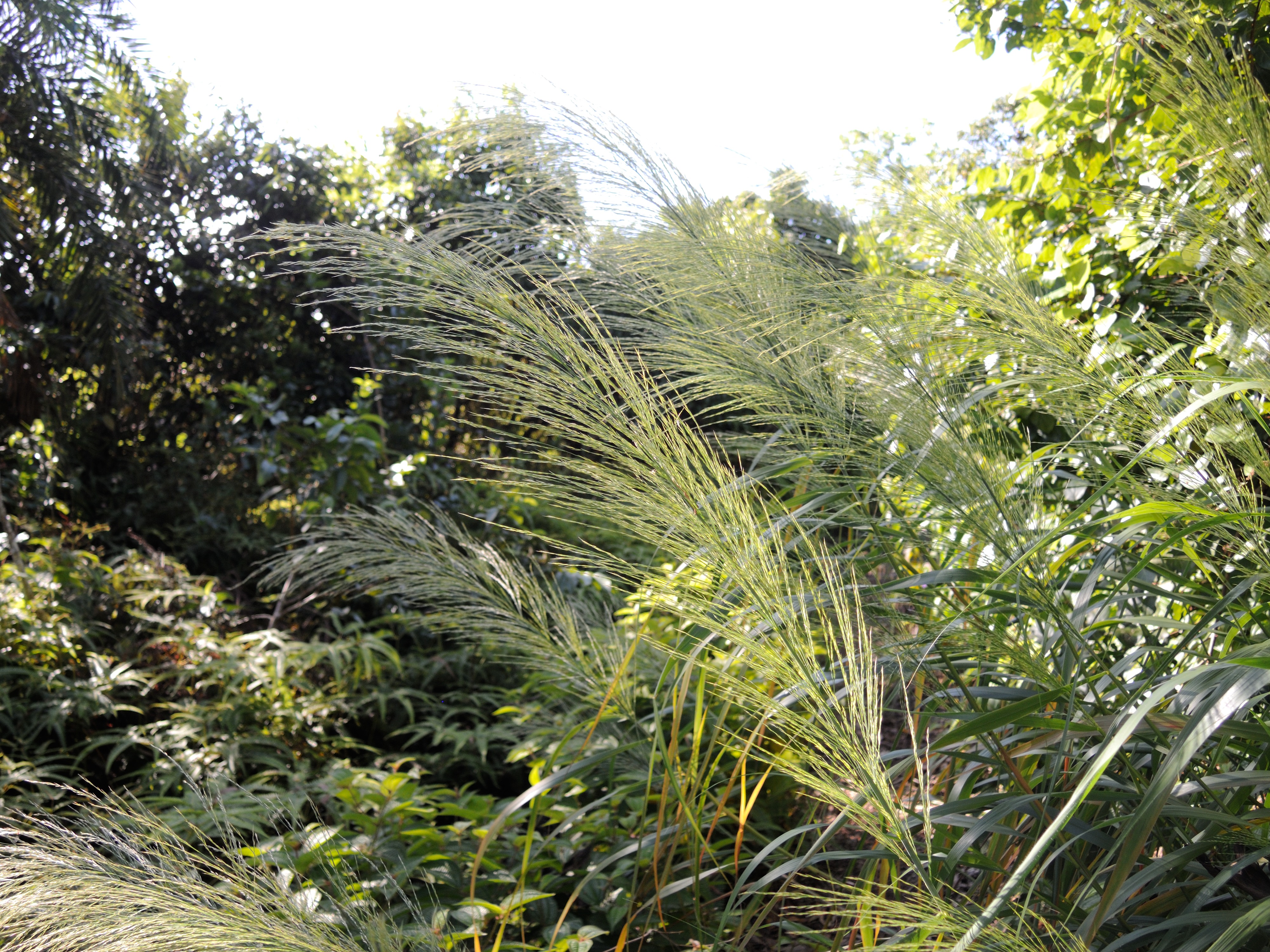 Afficher le média thysanolaena_latifolia2md thysanolaena_latifolia2md