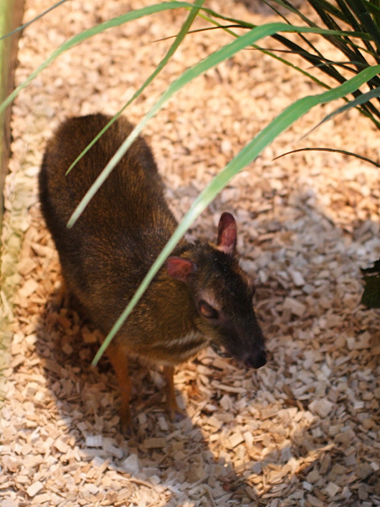 tragulus_javanicus1md