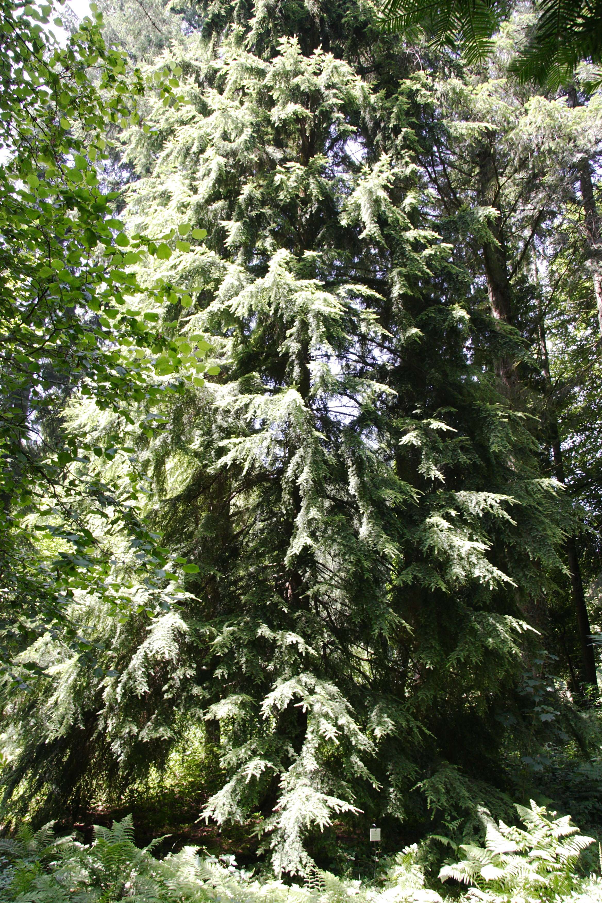 tsuga_heterophylla1bmd