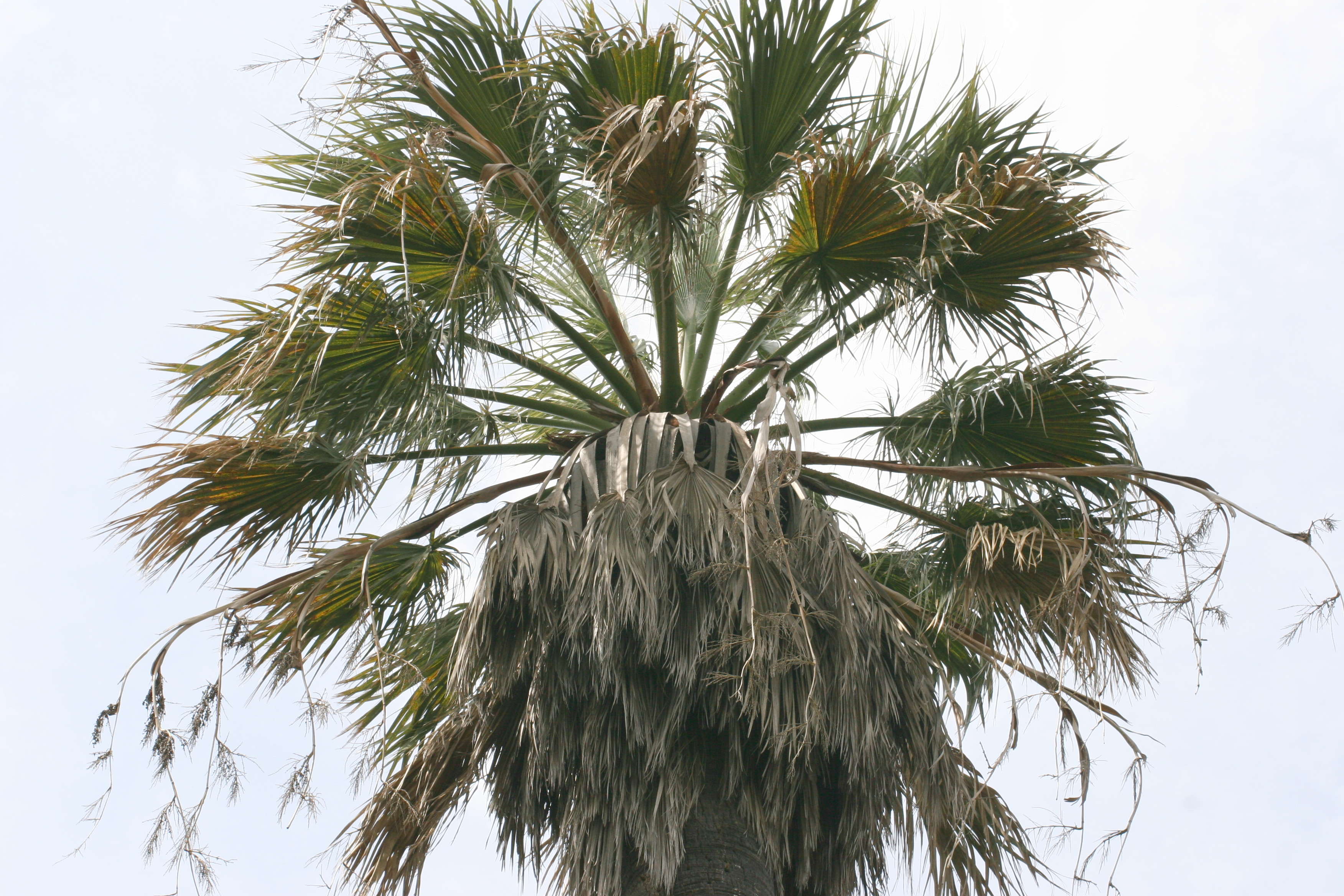 washingtonia_filifera2md