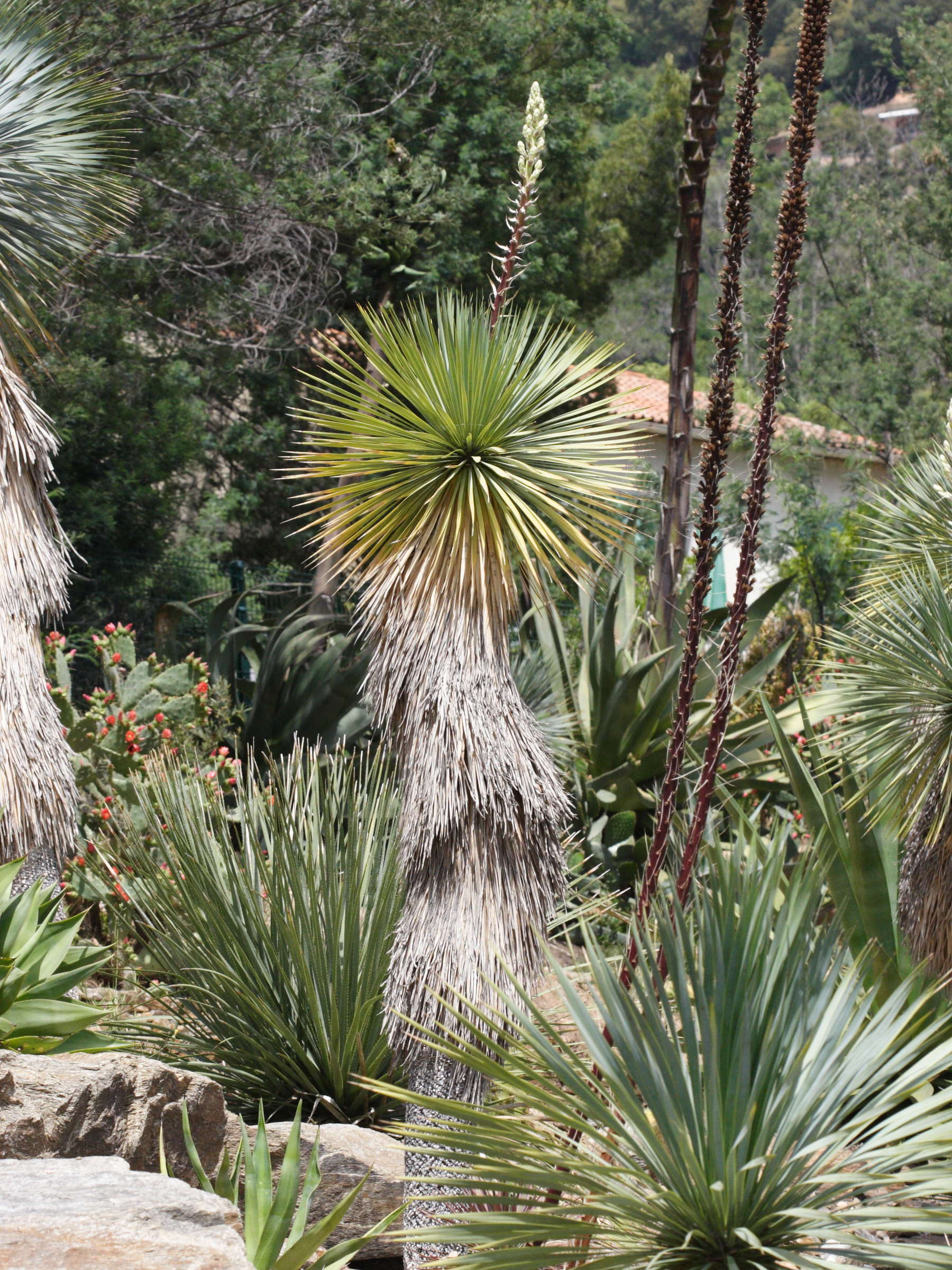 Afficher le média yucca_rostrata1md yucca_rostrata1md