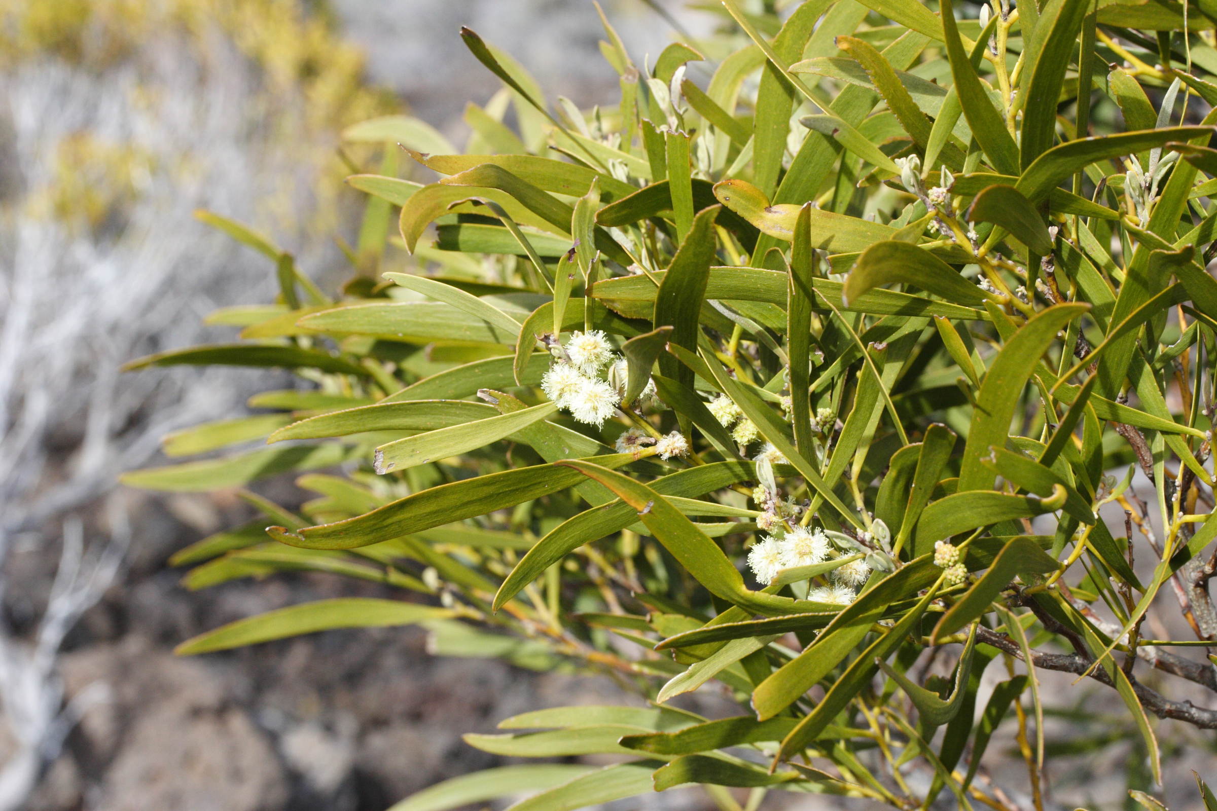 acacia_heterophylla8md