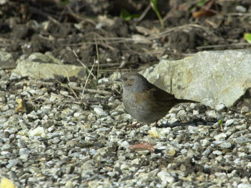 accenteur_mouchet_-_prunella_modularis4md