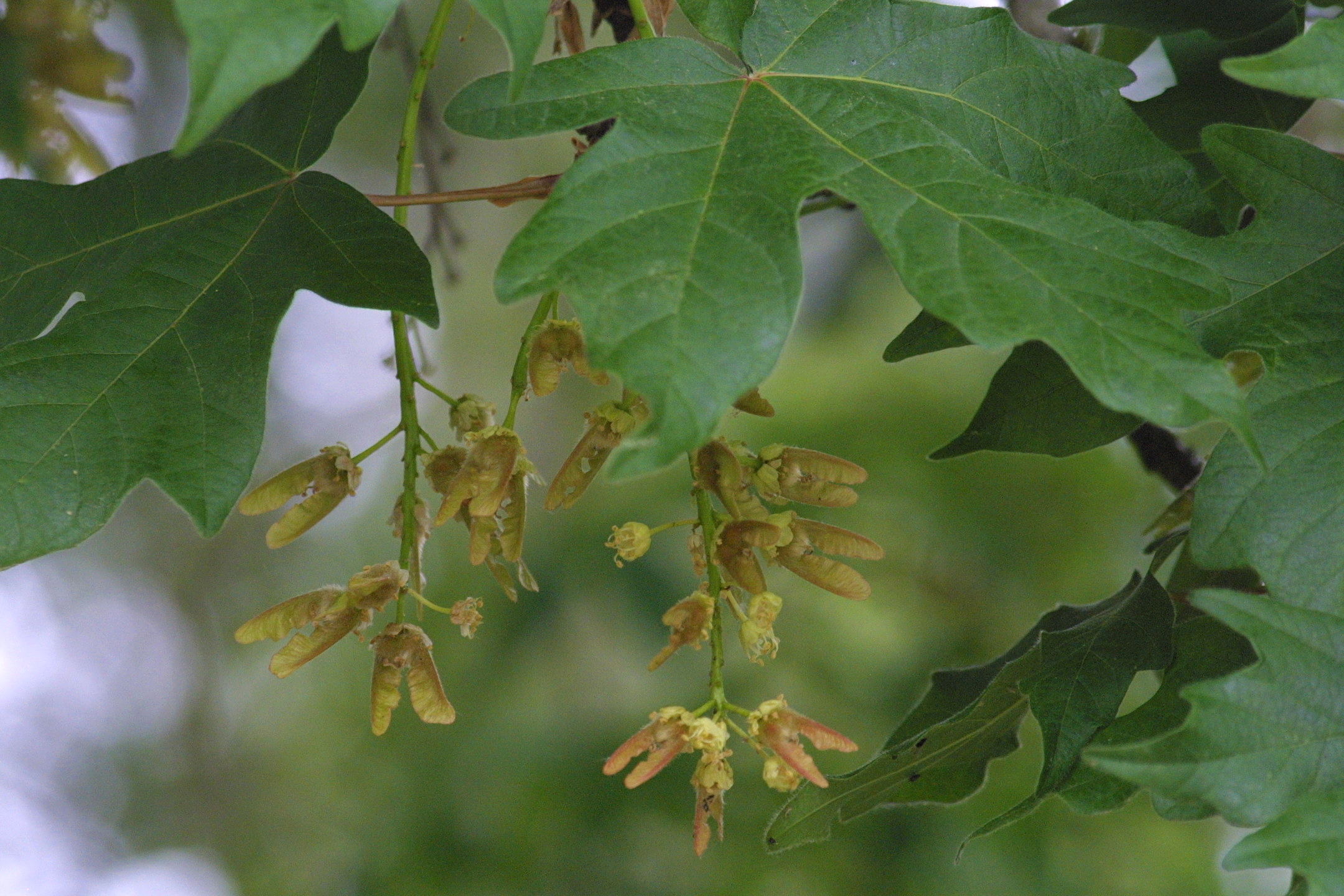 acer_macrophyllum1md