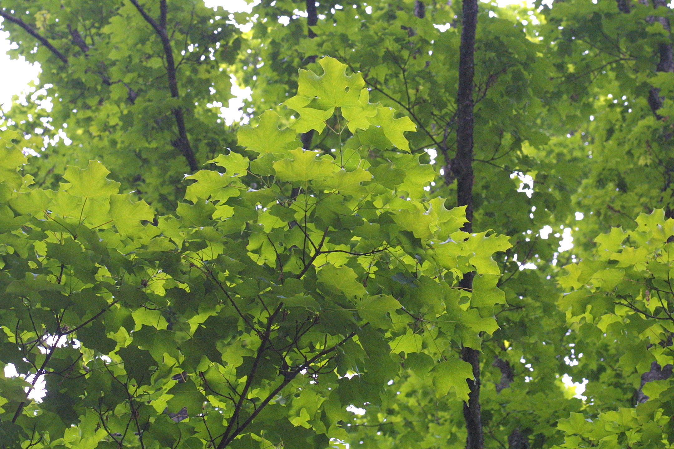 acer_saccharum1md