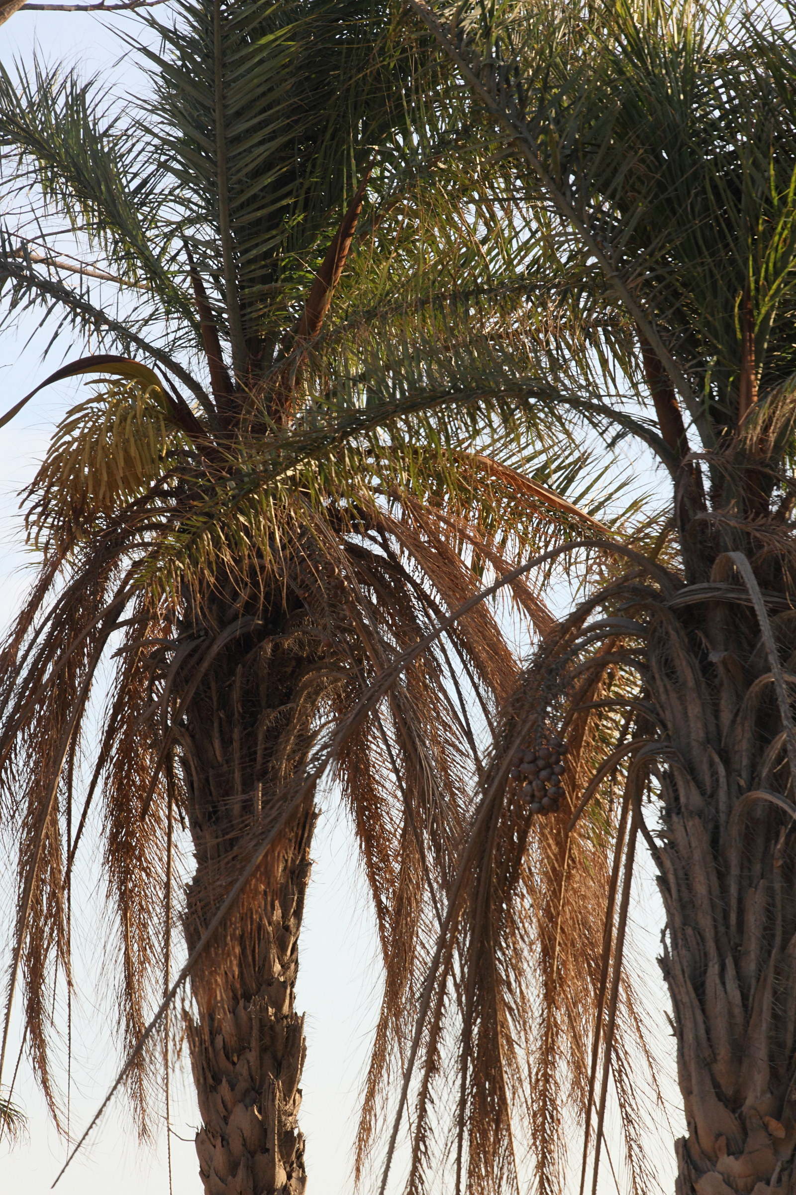 acrocomia_aculeata2md