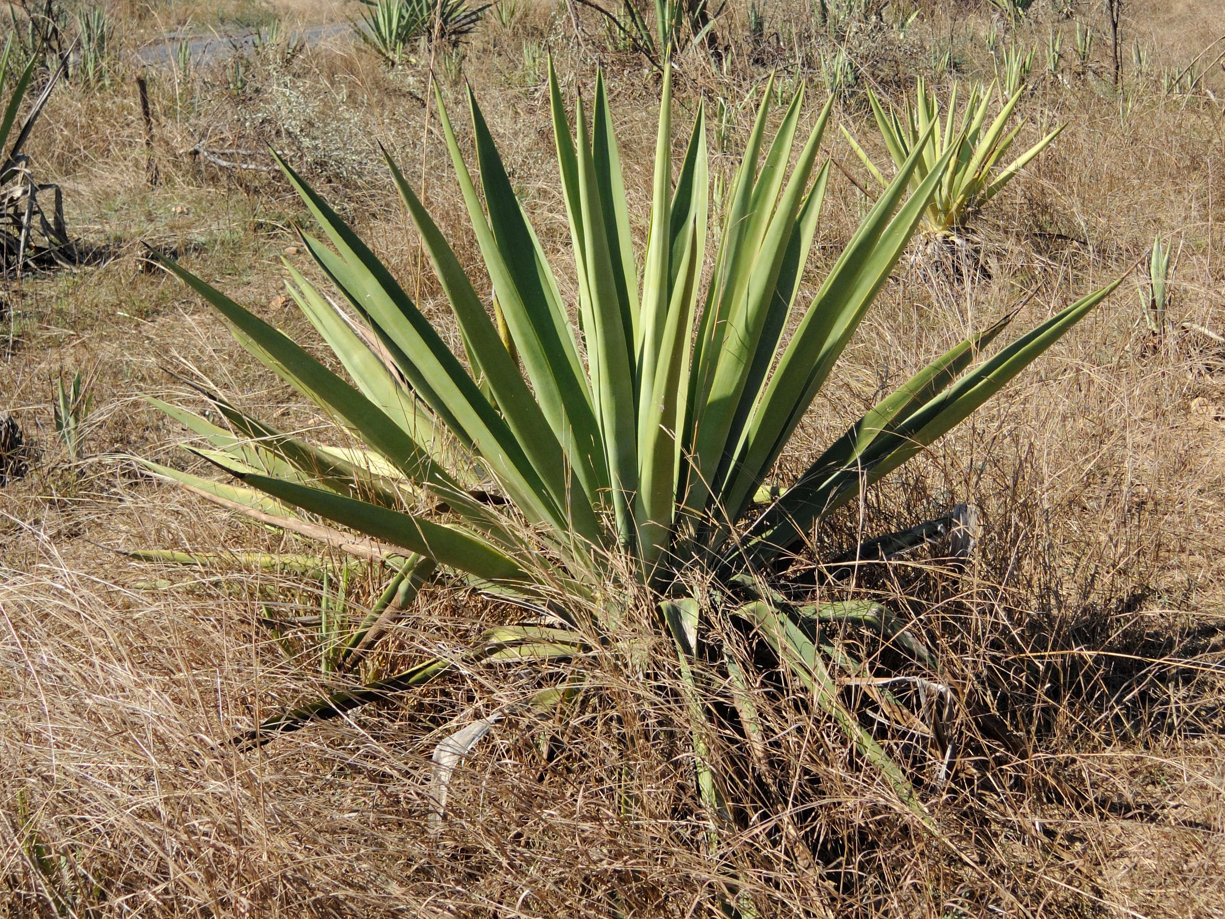 agave_sisalana2md
