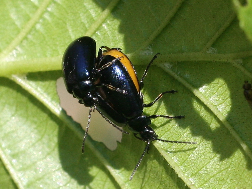 Afficher le média agelastica_alni4md agelastica_alni4md