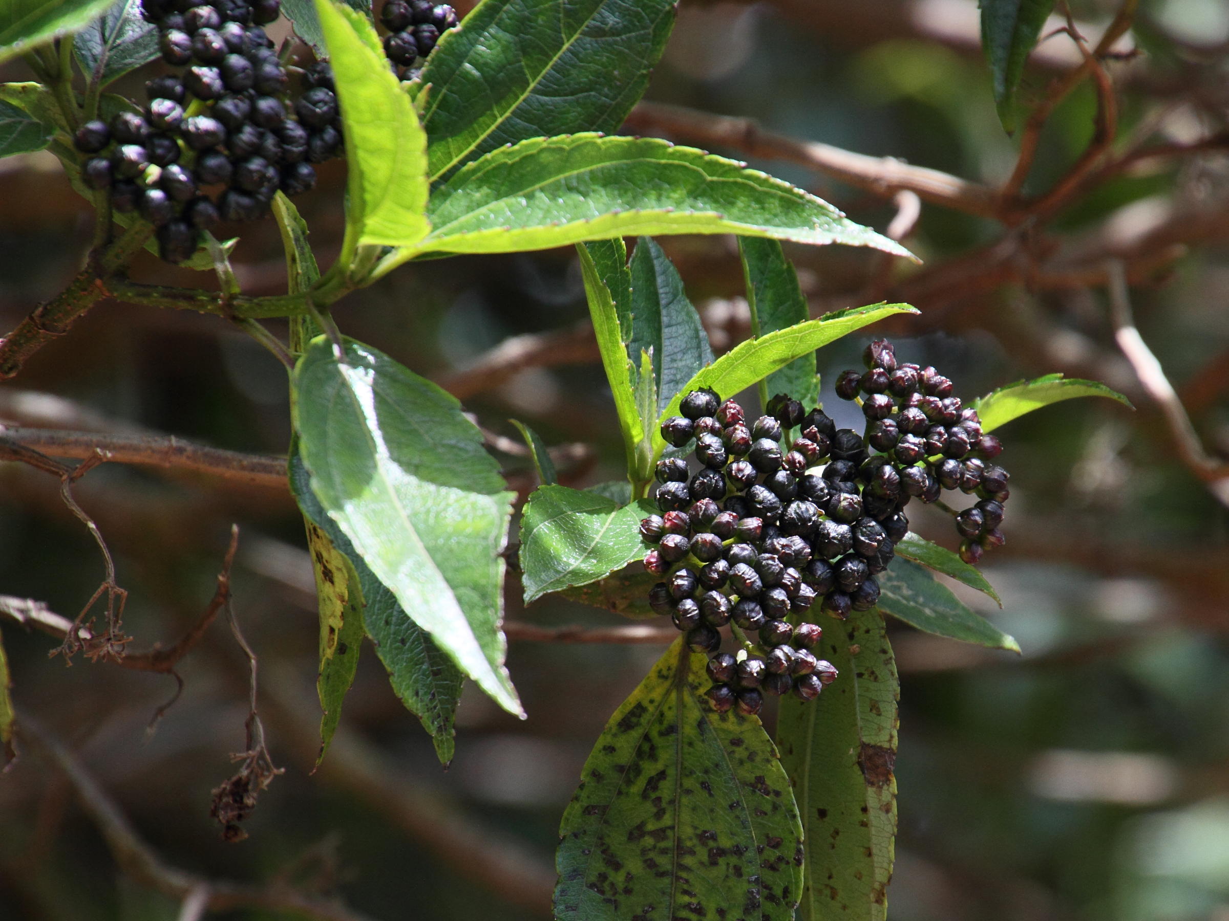 ageratina_anisochroma1md