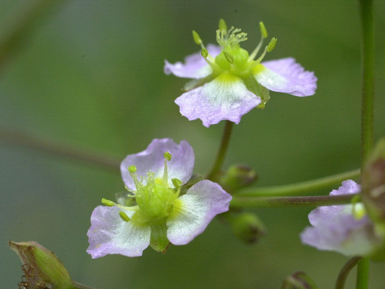 alisma_plantago-aquatica3bd