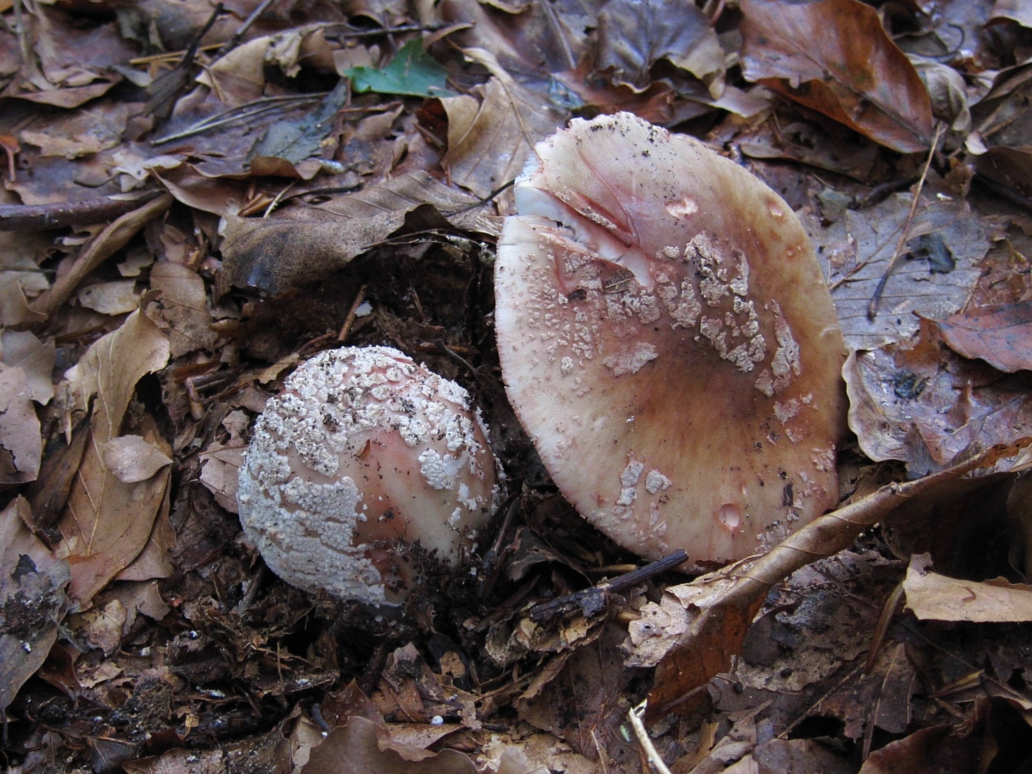Afficher le média amanita_rubescens1bbd amanita_rubescens1bbd