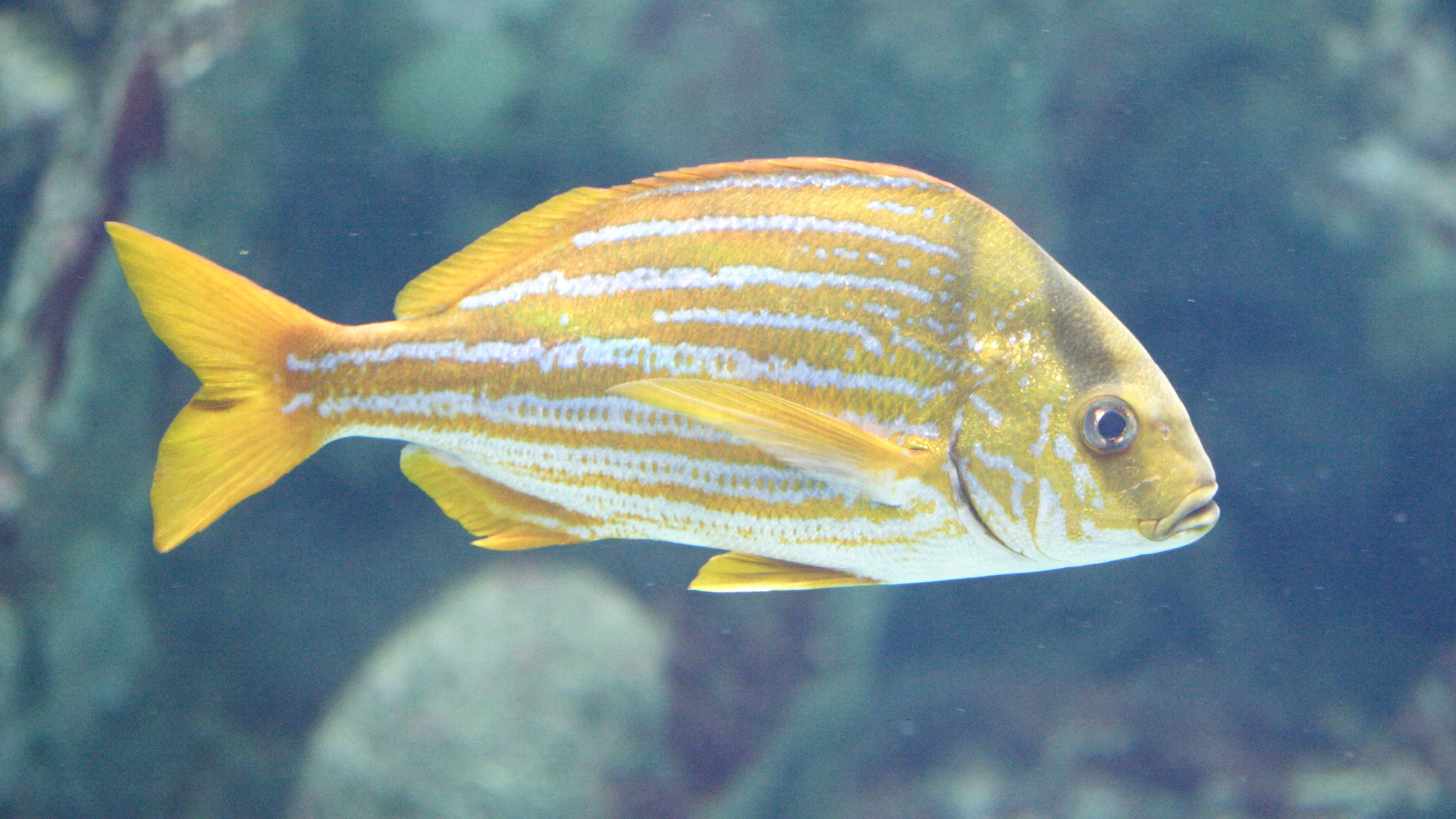 anisotremus_virginicus1md