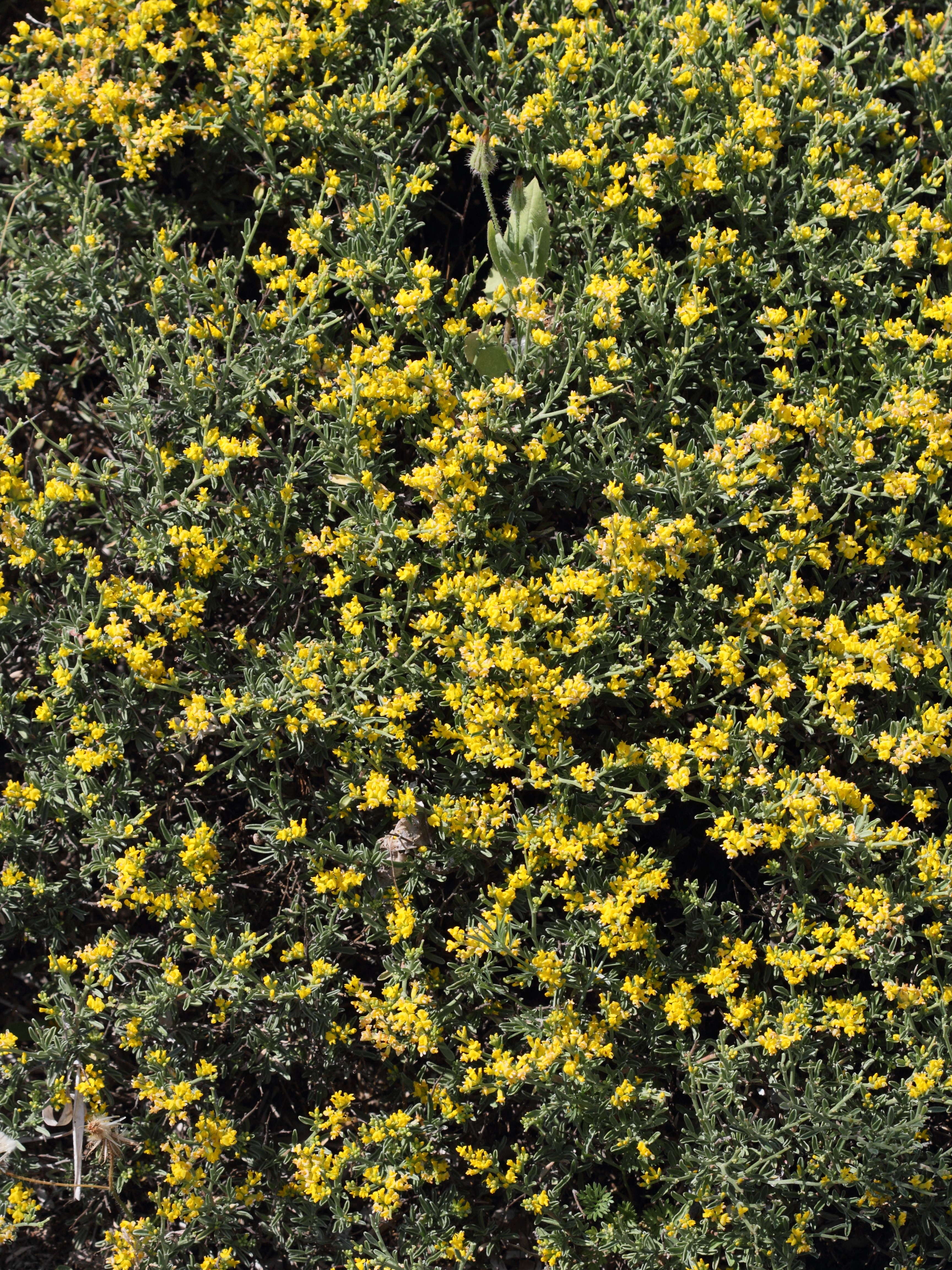 Afficher le média anthyllis_hermanniae5bd anthyllis_hermanniae5bd