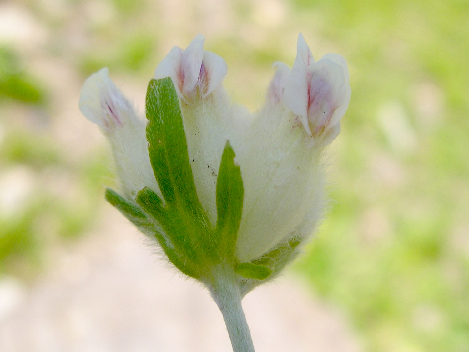 anthyllis_vulneraria7bmd