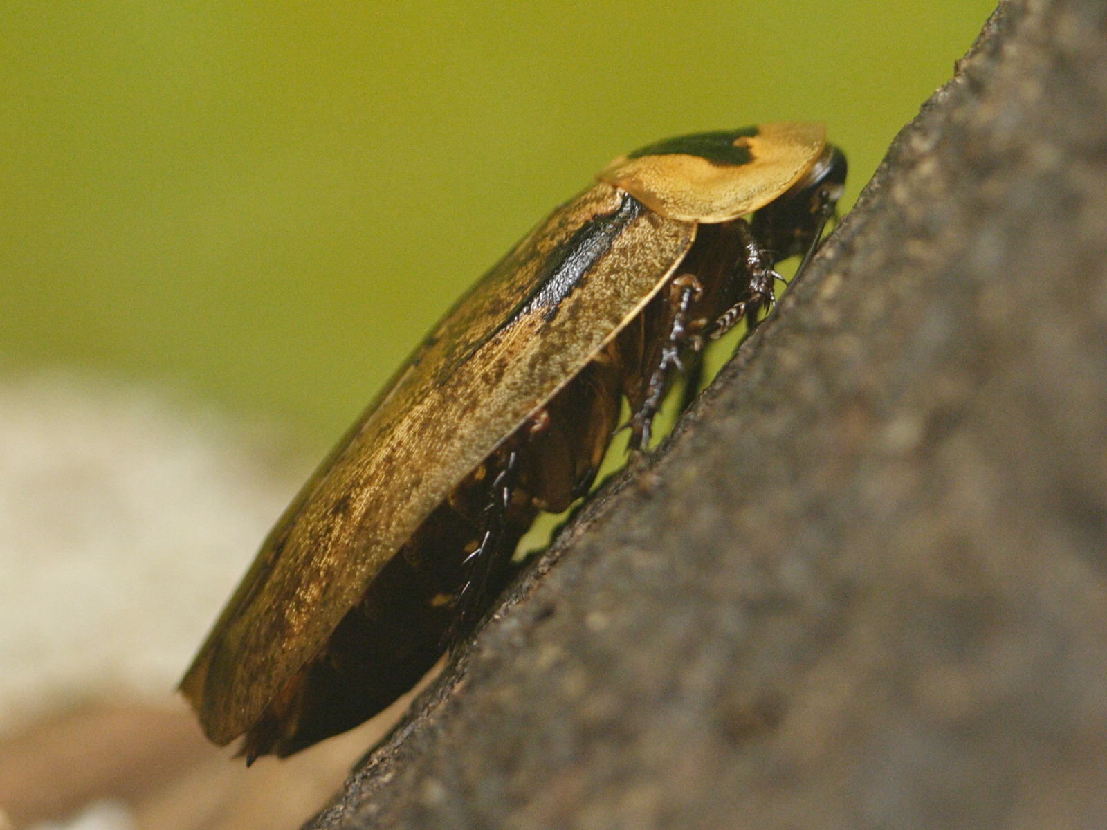 archimandrita_tessellata1md