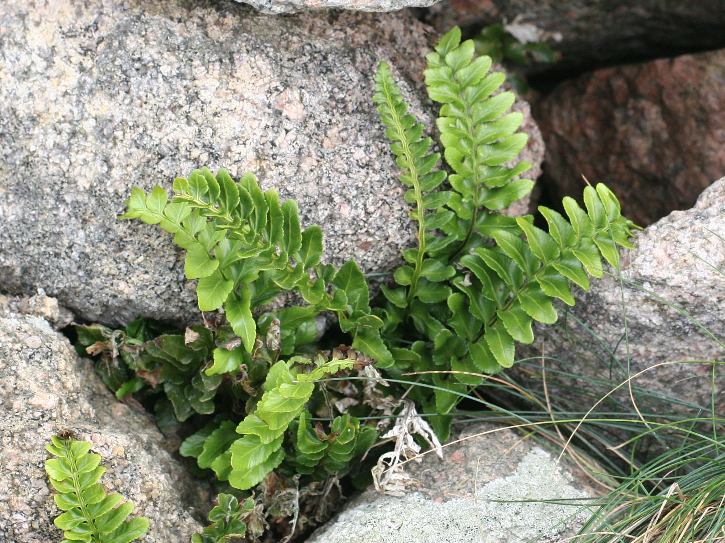 asplenium_marinum1md