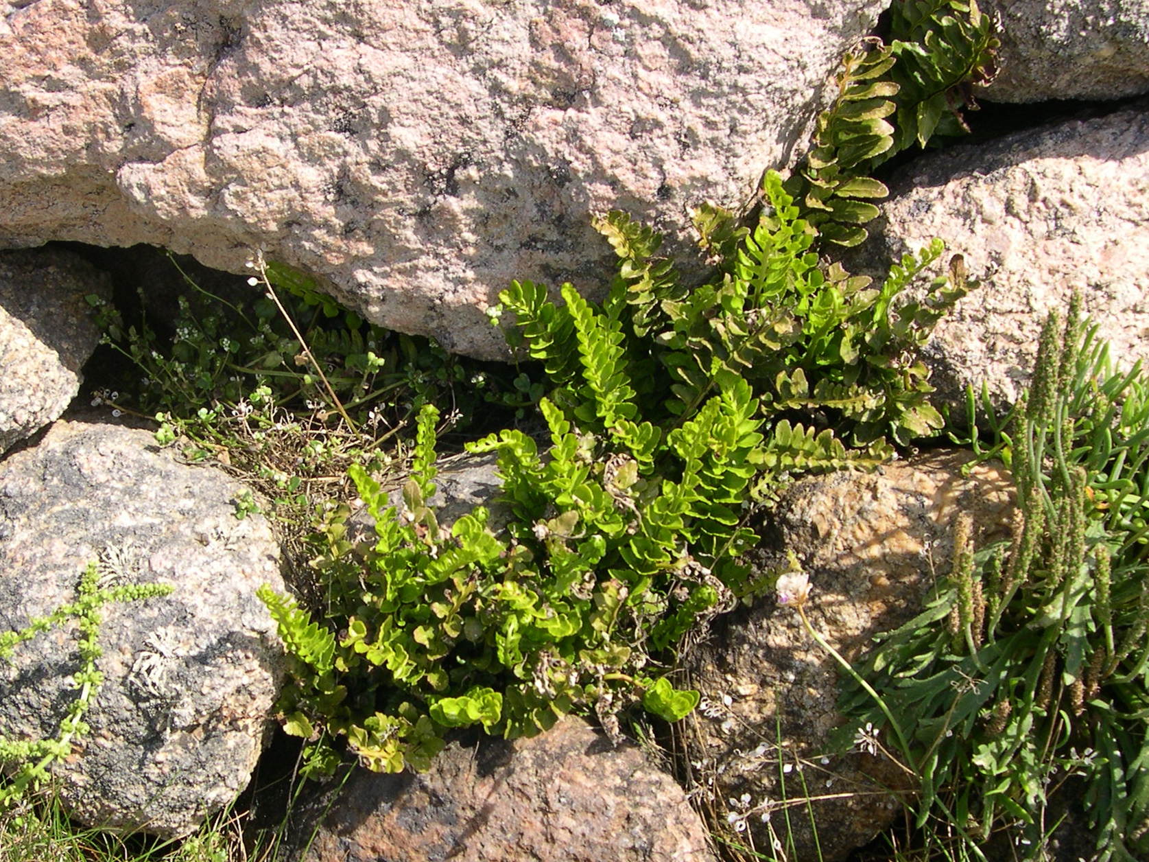 asplenium_marinum4md
