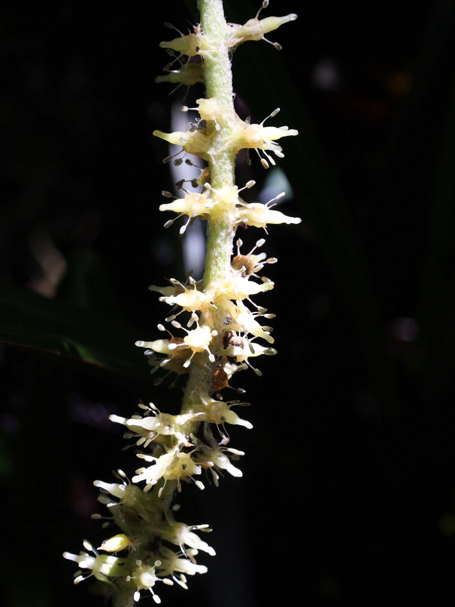 astelia_hemichrysa2md