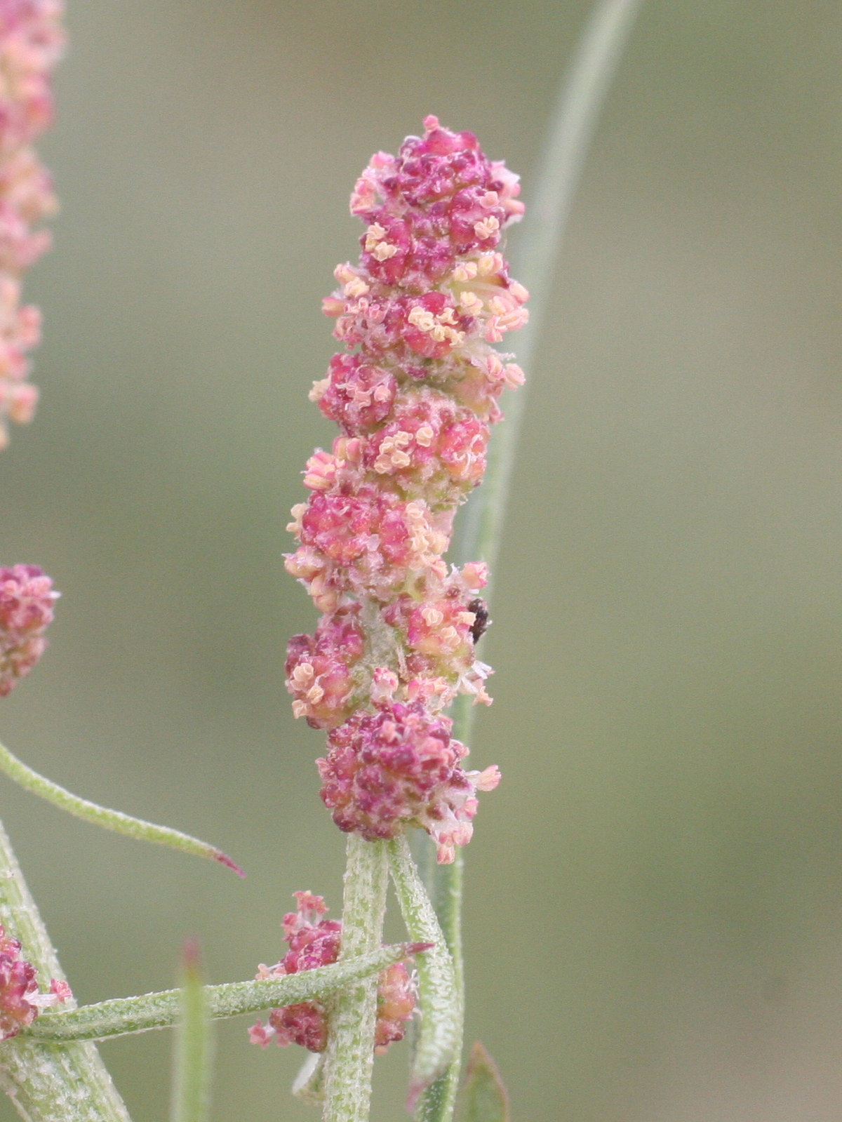 Afficher le média atriplex_patula4md atriplex_patula4md