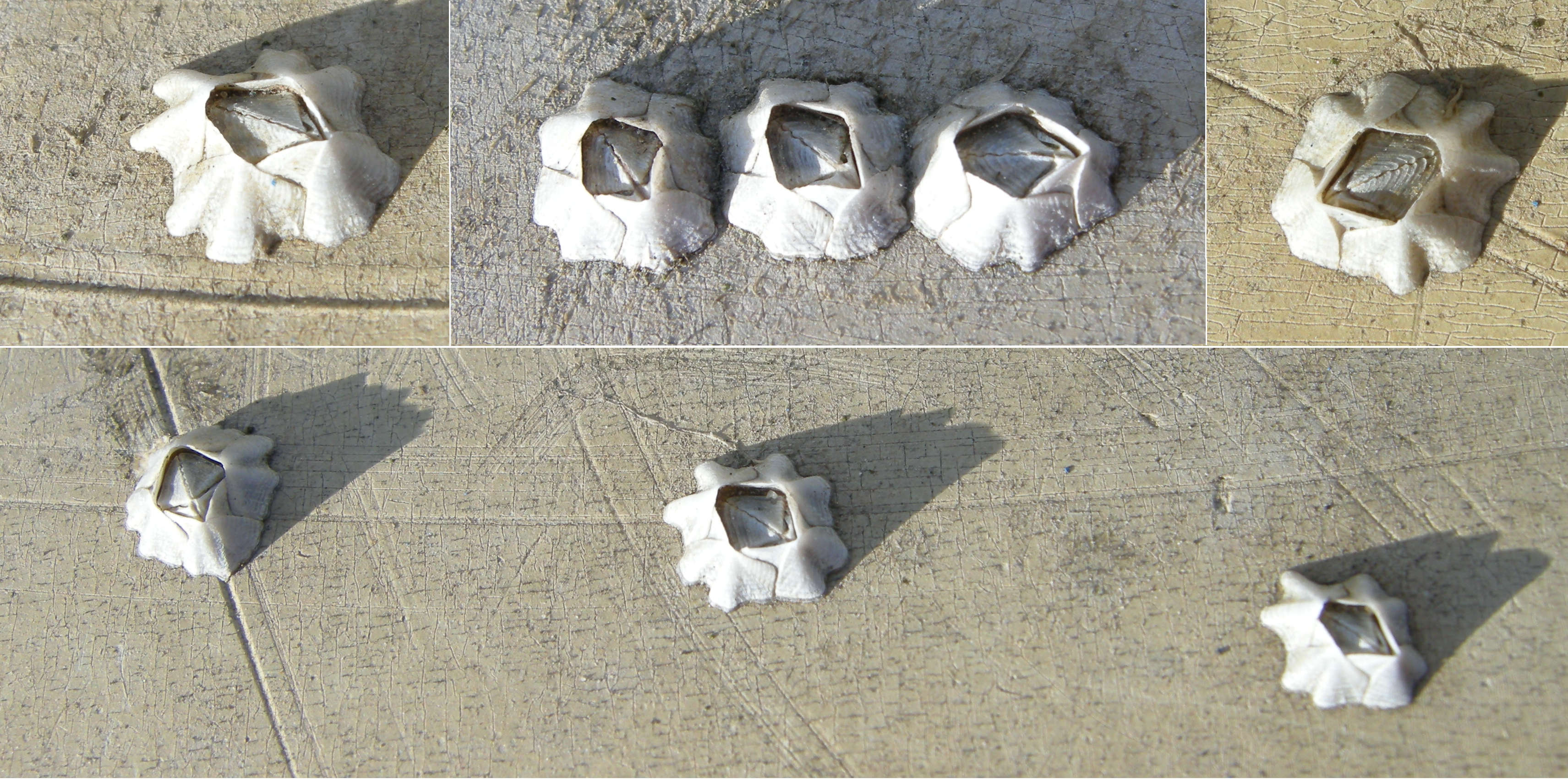 Austrominius_modestus