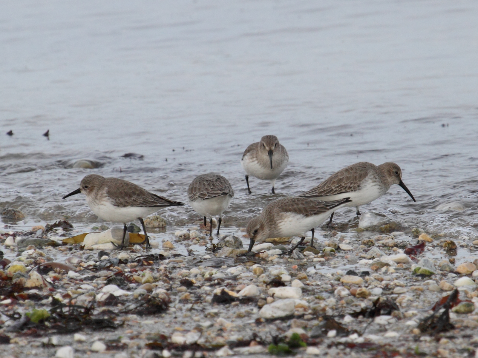 becasseau_variable_-_calidris_alpina4bd