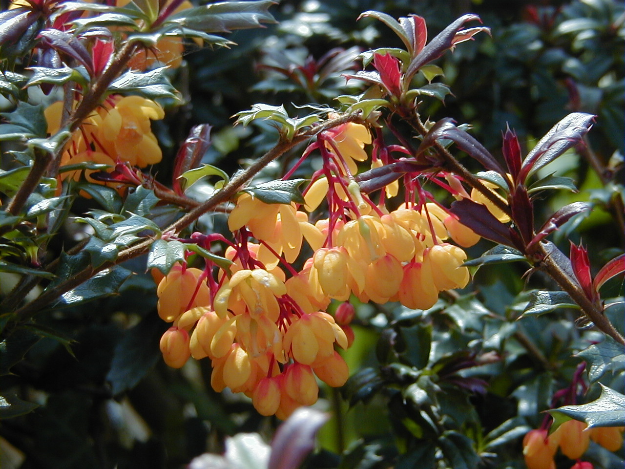 Afficher le média berberis_darwinii2md berberis_darwinii2md