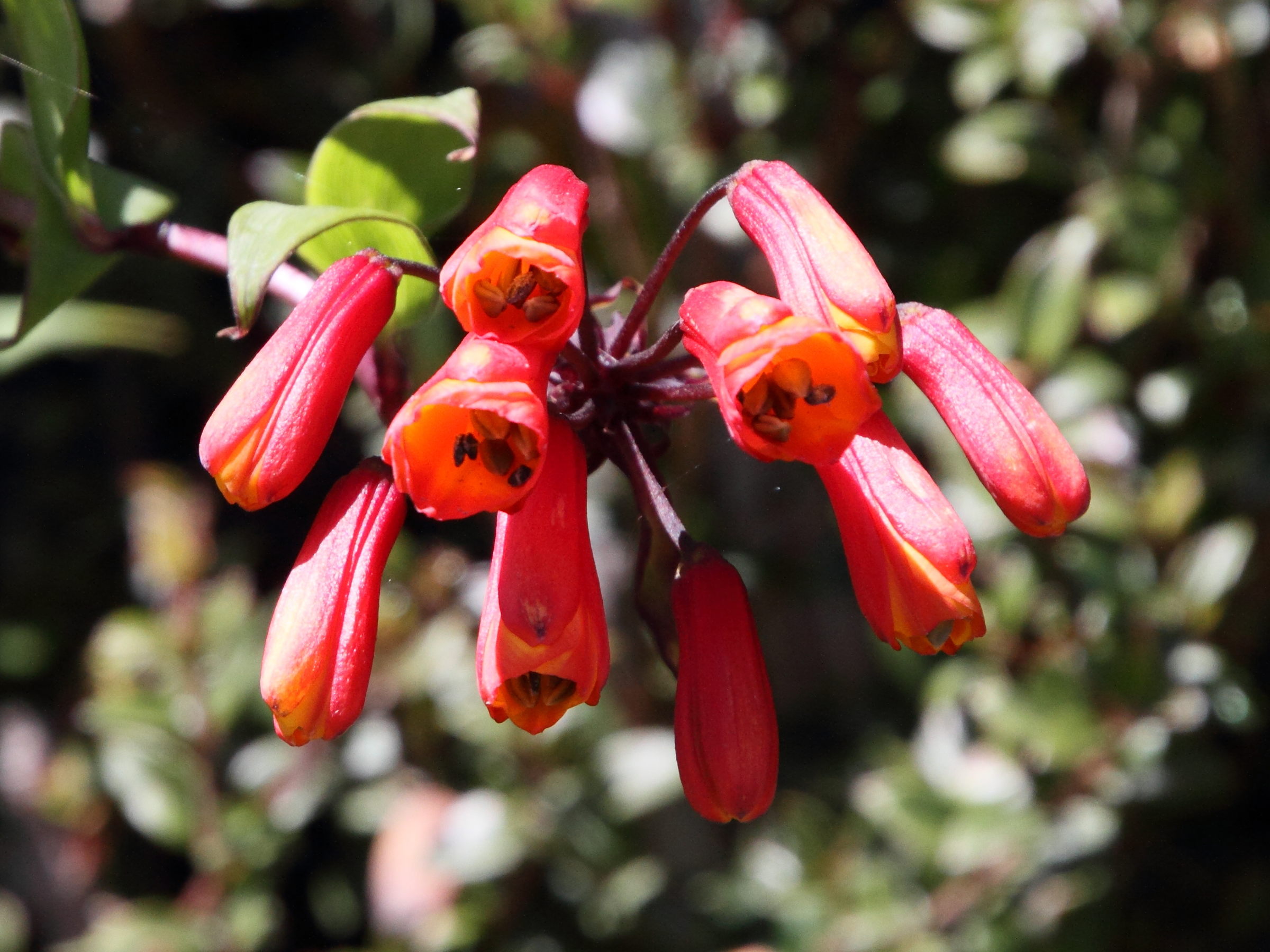 bomarea_acutifolia3md