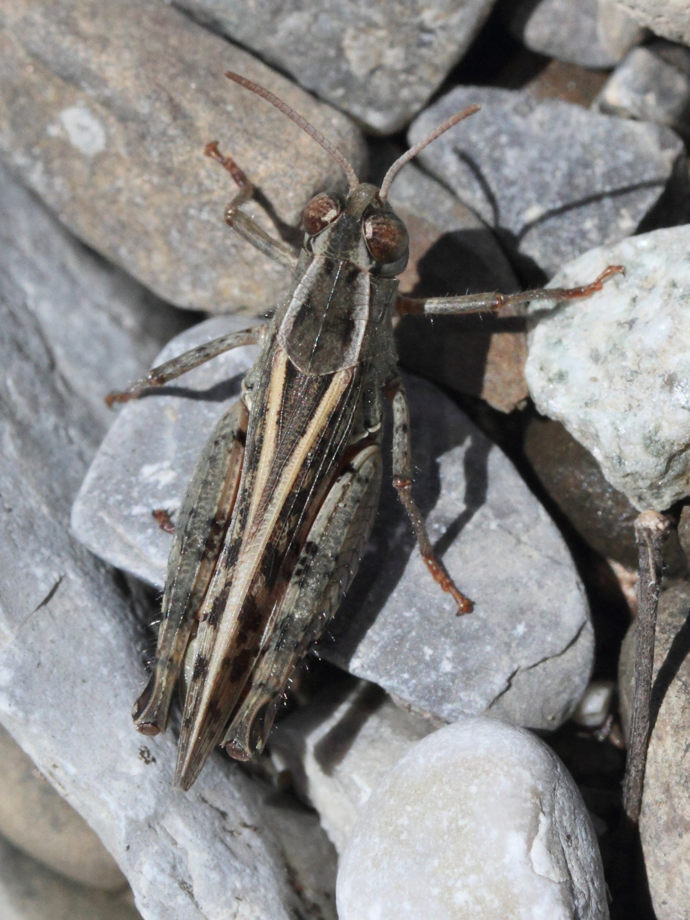 calliptamus_italicus3md