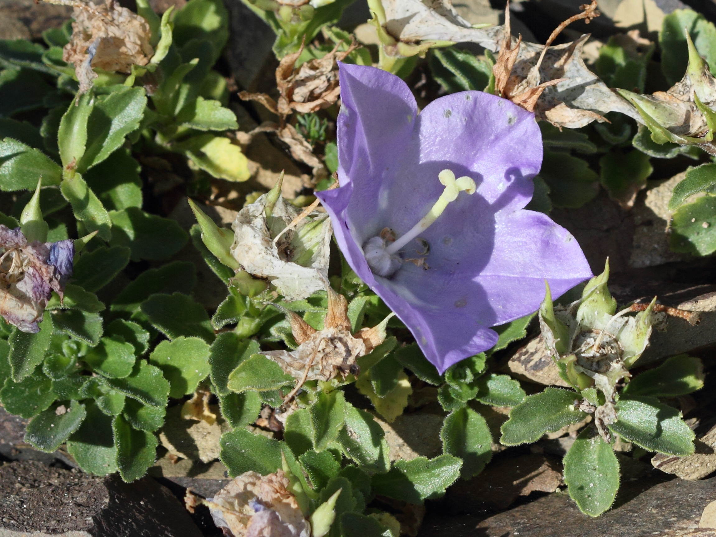 Afficher le média campanula_raineri1bd campanula_raineri1bd