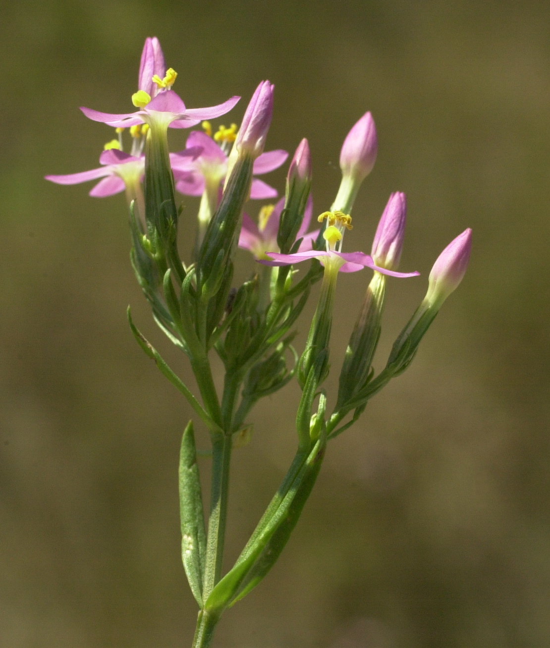 centaurium_erythraea4md