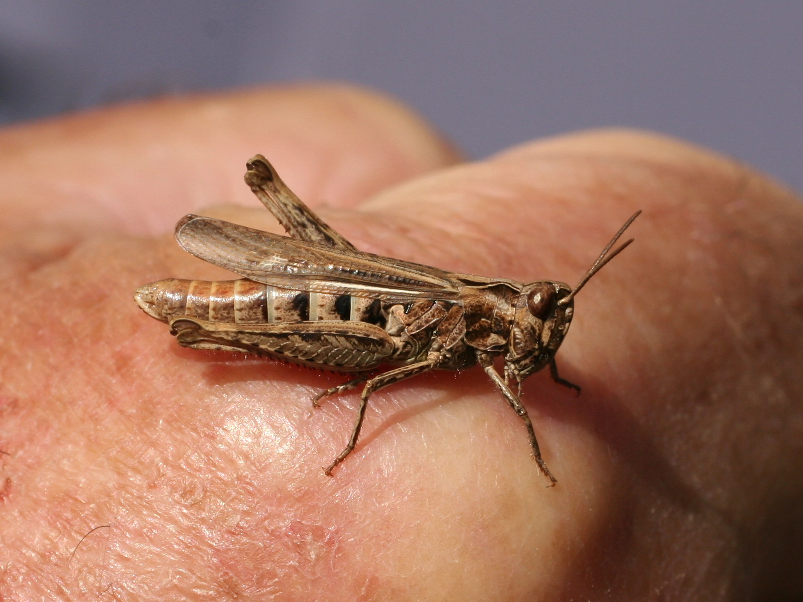 chorthippus_apricarius1md