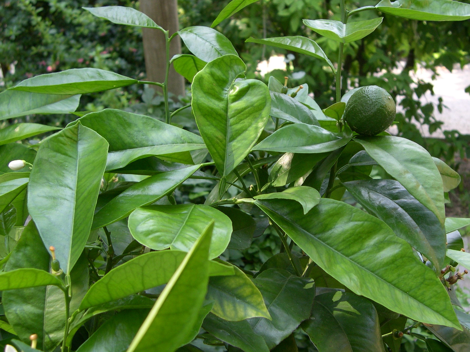 Afficher le média citrus_aurantium_amara3md citrus_aurantium_amara3md