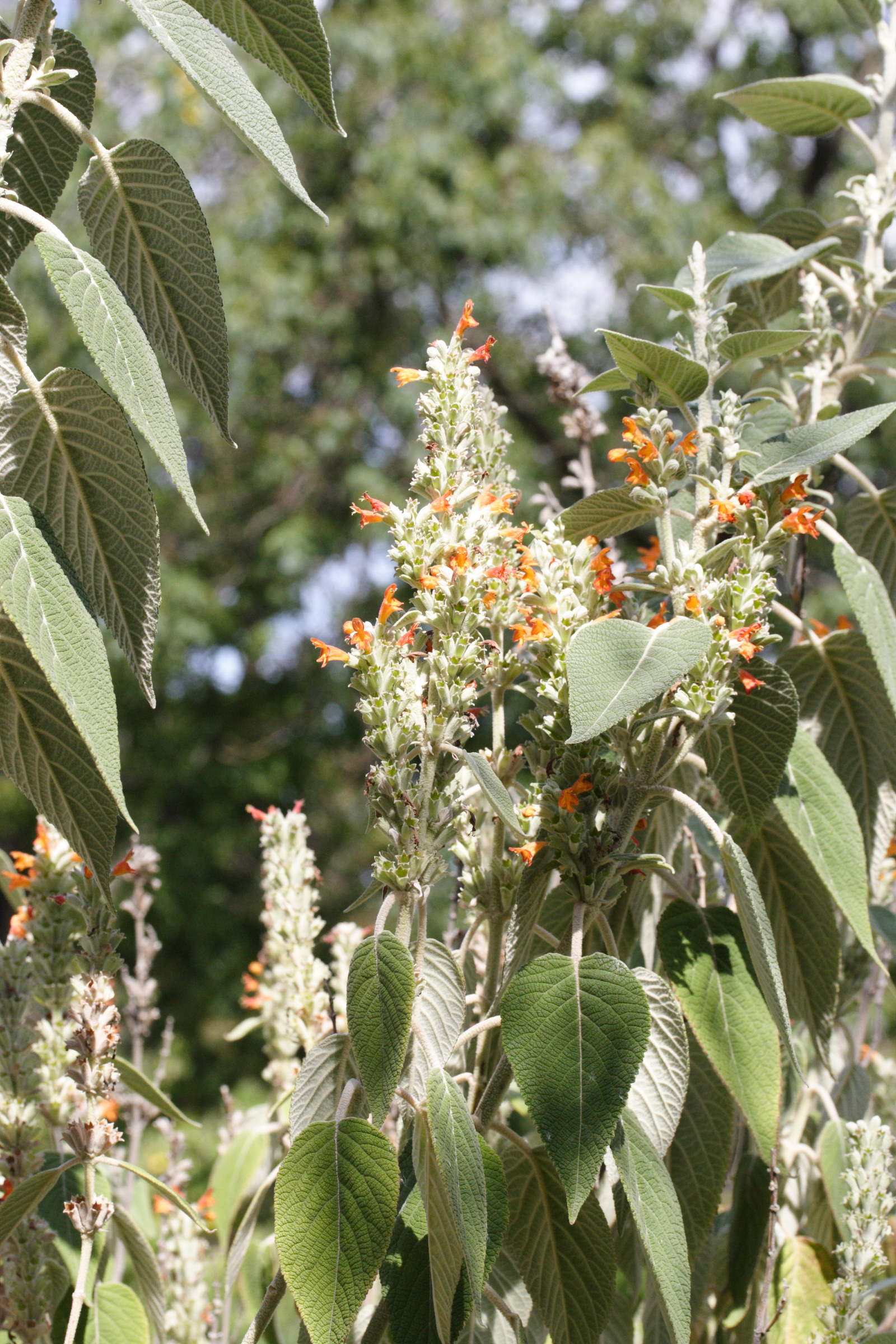 Afficher le média Colquhounia_coccinea Colquhounia_coccinea