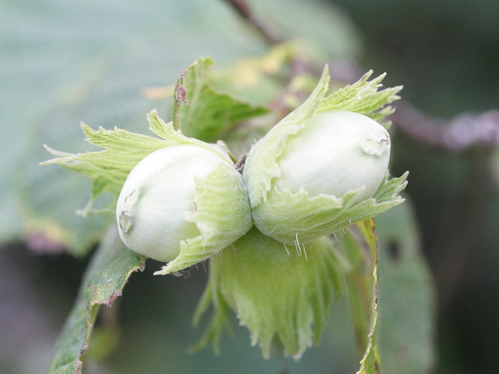 Afficher le média corylus_avellana5md corylus_avellana5md