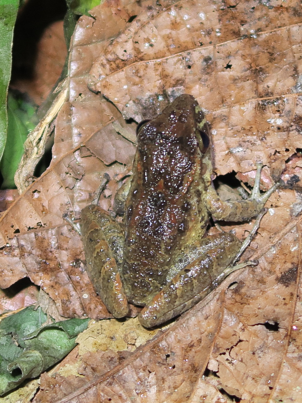 craugastor_fitzingeri2md