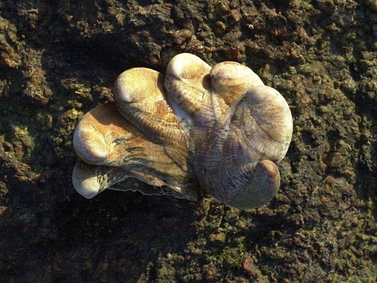 crepidula_fornicata1amd