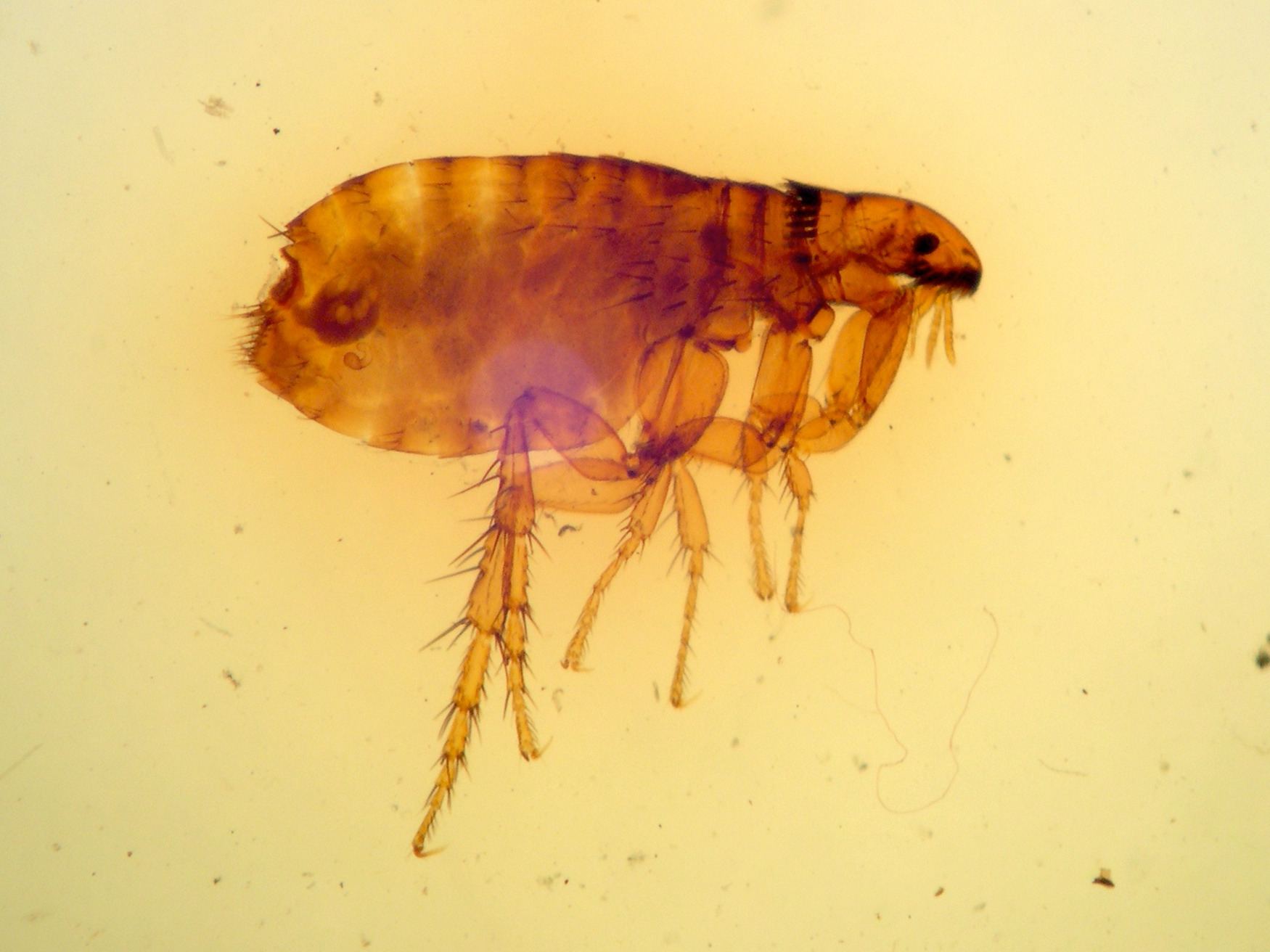 Ctenocephalides_canis