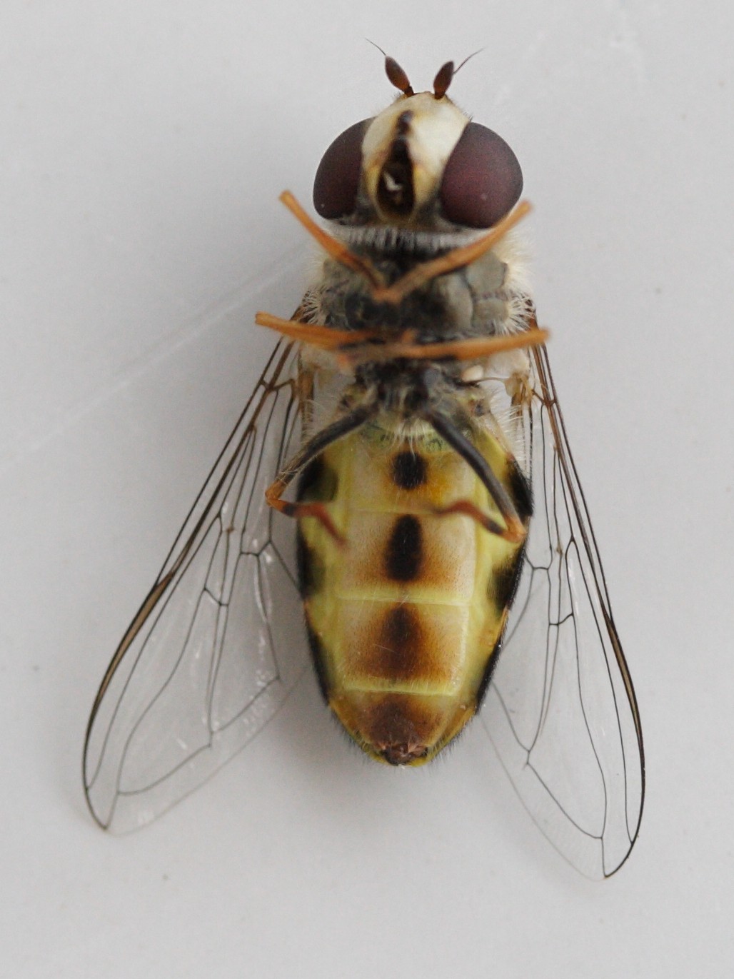 dasysyrphus_pinastri3md