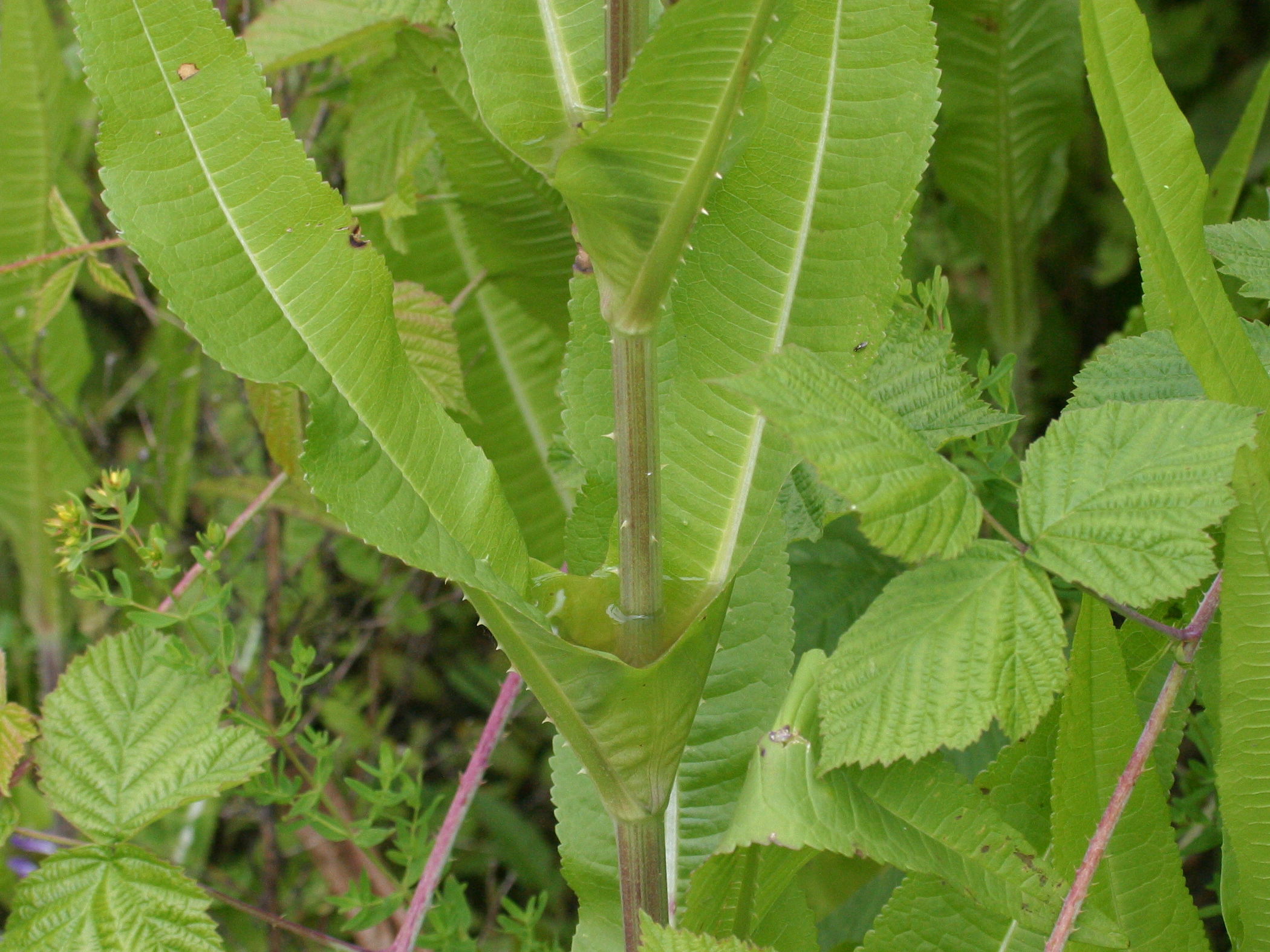 dipsacus_fullonum6bd