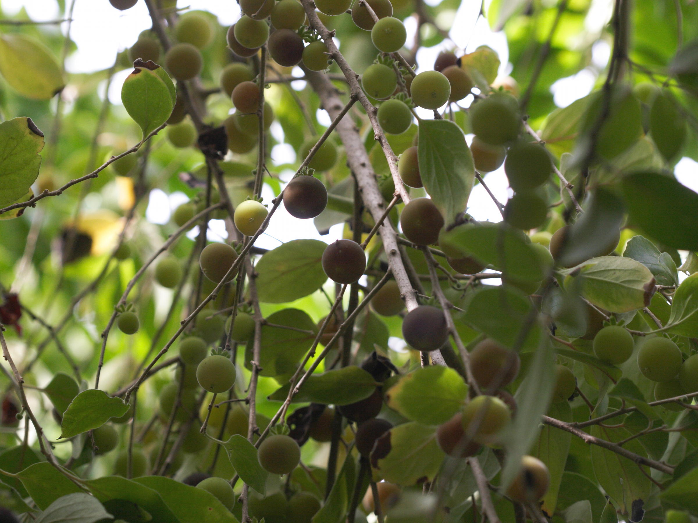 dovyalis_hebecarpa1bd