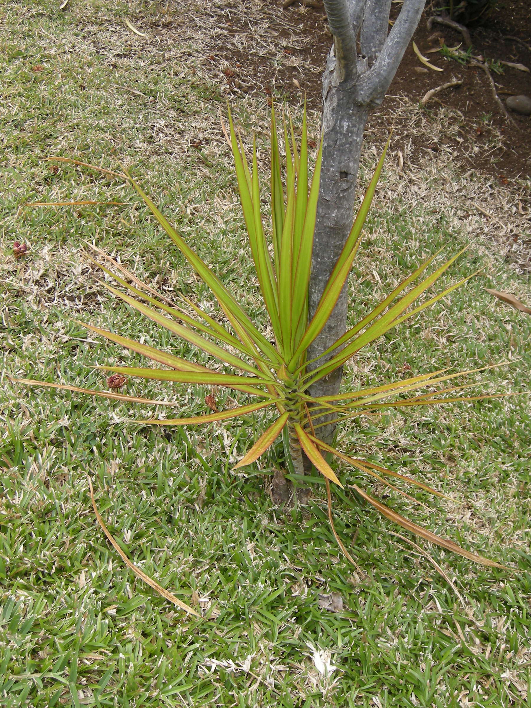 dracaena_reflexa2md