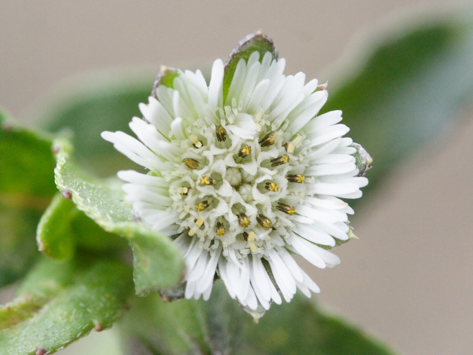 eclipta_prostrata4md