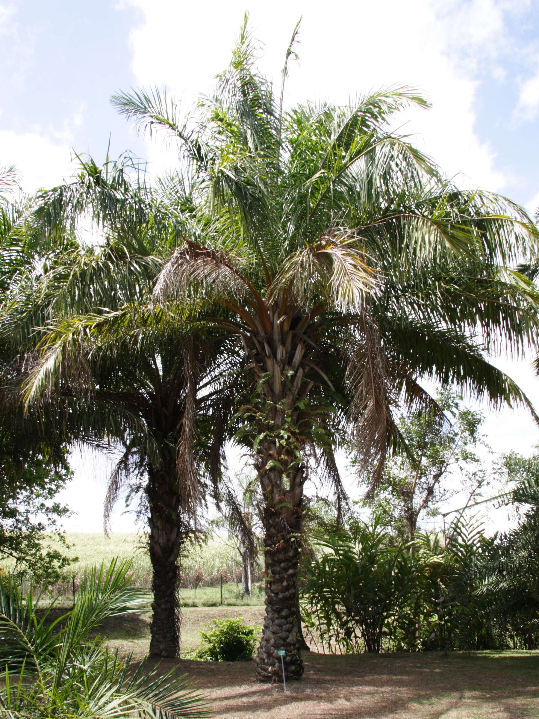 elaeis_guineensis3md