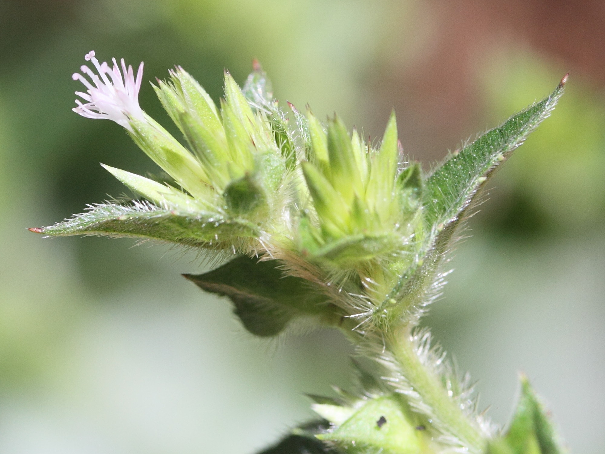 Afficher le média elephantopus_mollis2md elephantopus_mollis2md